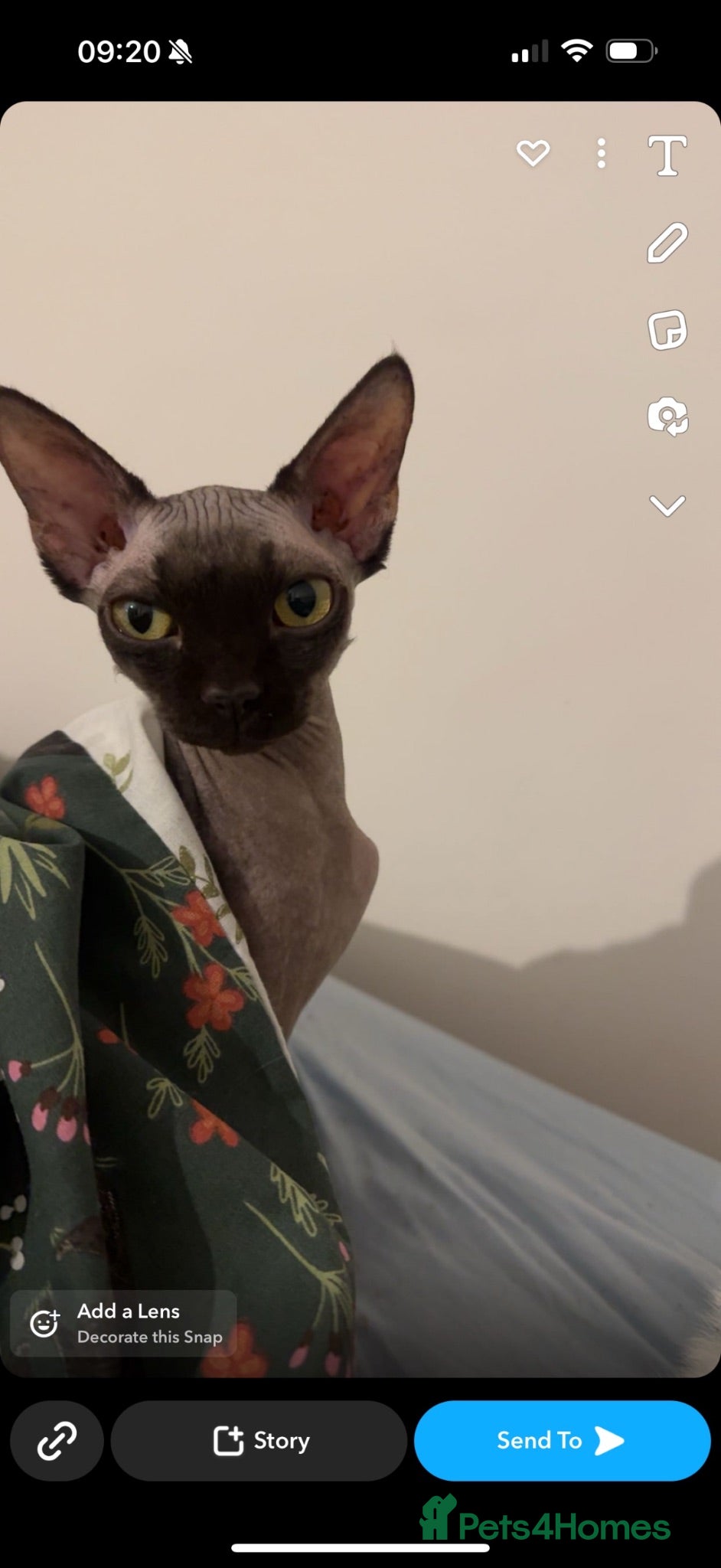 Sphynx cats 3 year old Russian Sphynx  - Advert 12