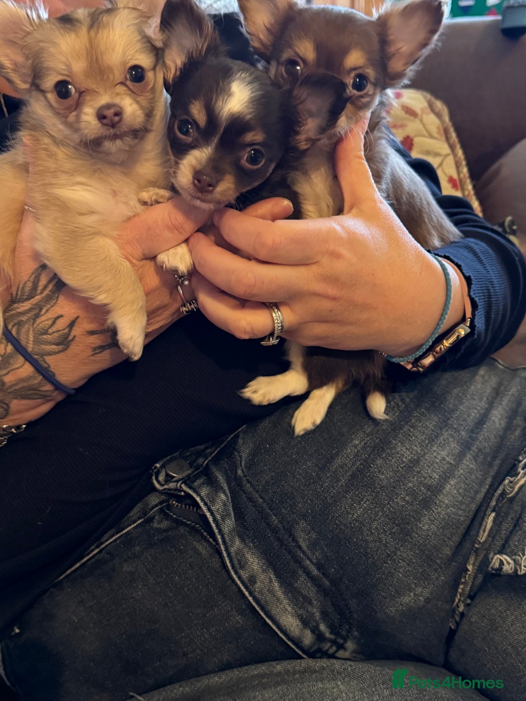 Chihuahua dogs for sale: 3 Long Haired  **  Chihuahua Puppies. 2xF, 1xM - Advert 2