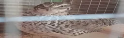 Quail poultry for sale: Corturnix quail fertile eggs - Advert 30