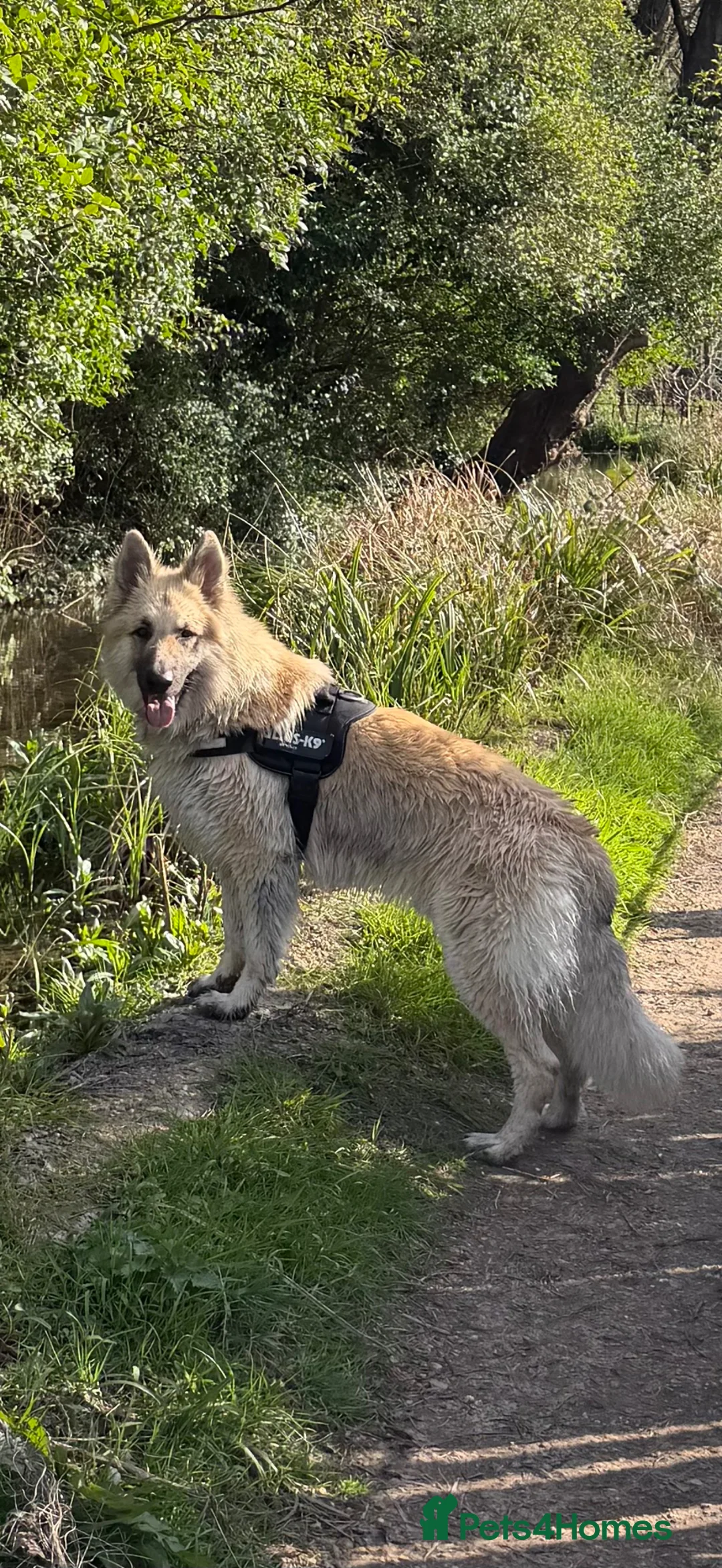 German Shepherd dogs for stud: Long haired German shepherd KC registered stud  - Advert 2