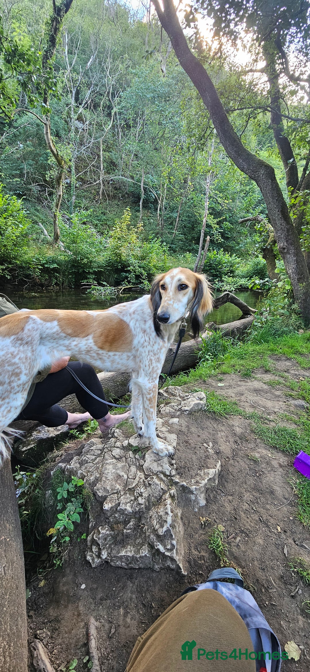 Saluki dogs for sale: Reduced registered saluki pup - Advert 5