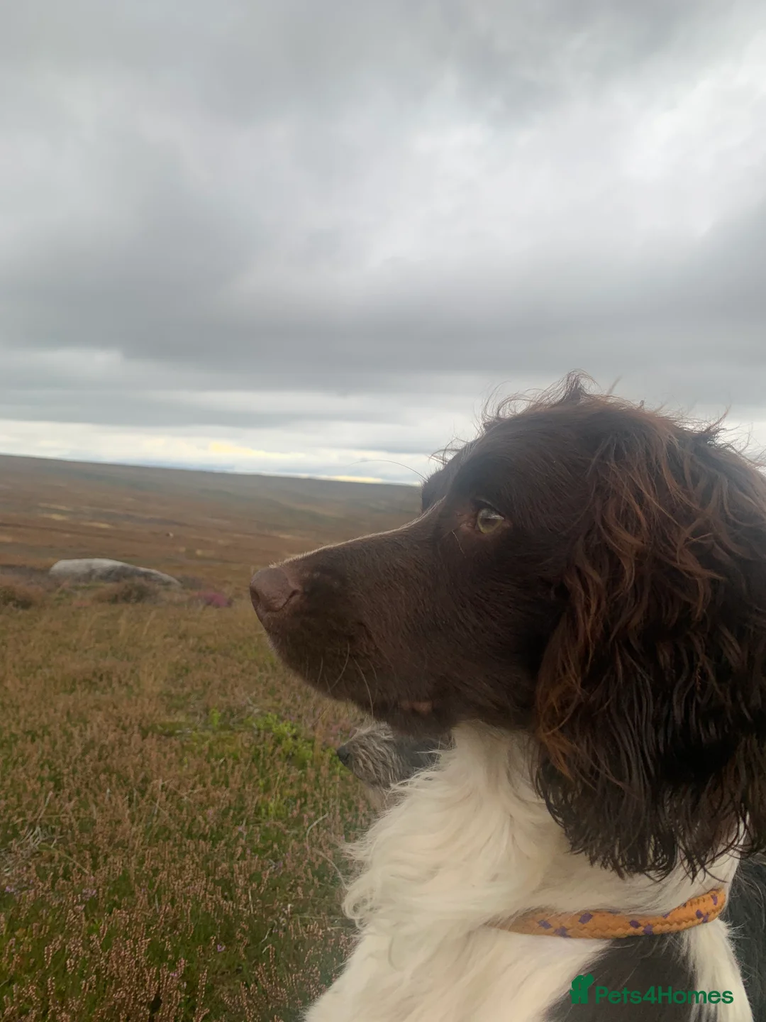 English Springer Spaniel dogs for stud: KC reg studhealth tested English Springer Spaniel  in Malton - Advert 2