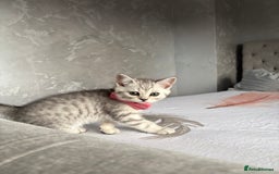 Scottish Fold cats for sale: Scottish fold kittens ready to find new homes - Image 8