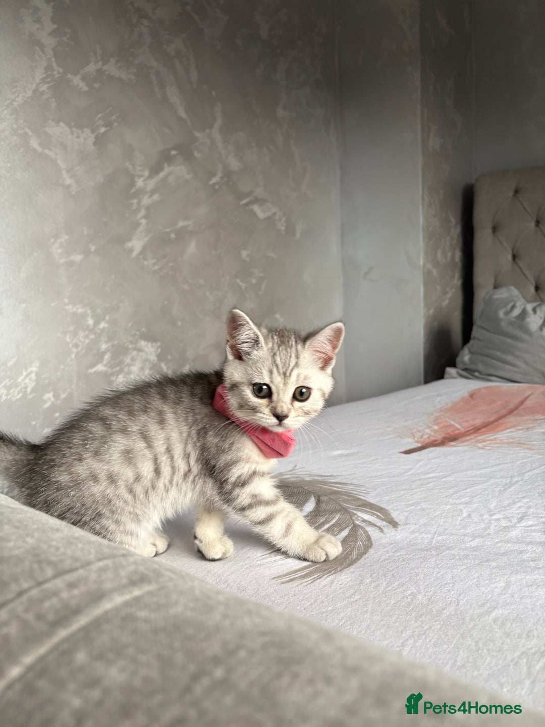 Scottish Fold cats for sale: Scottish fold kittens ready to find new homes - Image 8