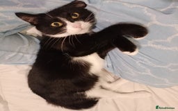 Domestic Shorthair cats for adoption: Itty bitty Beanie - Image 11