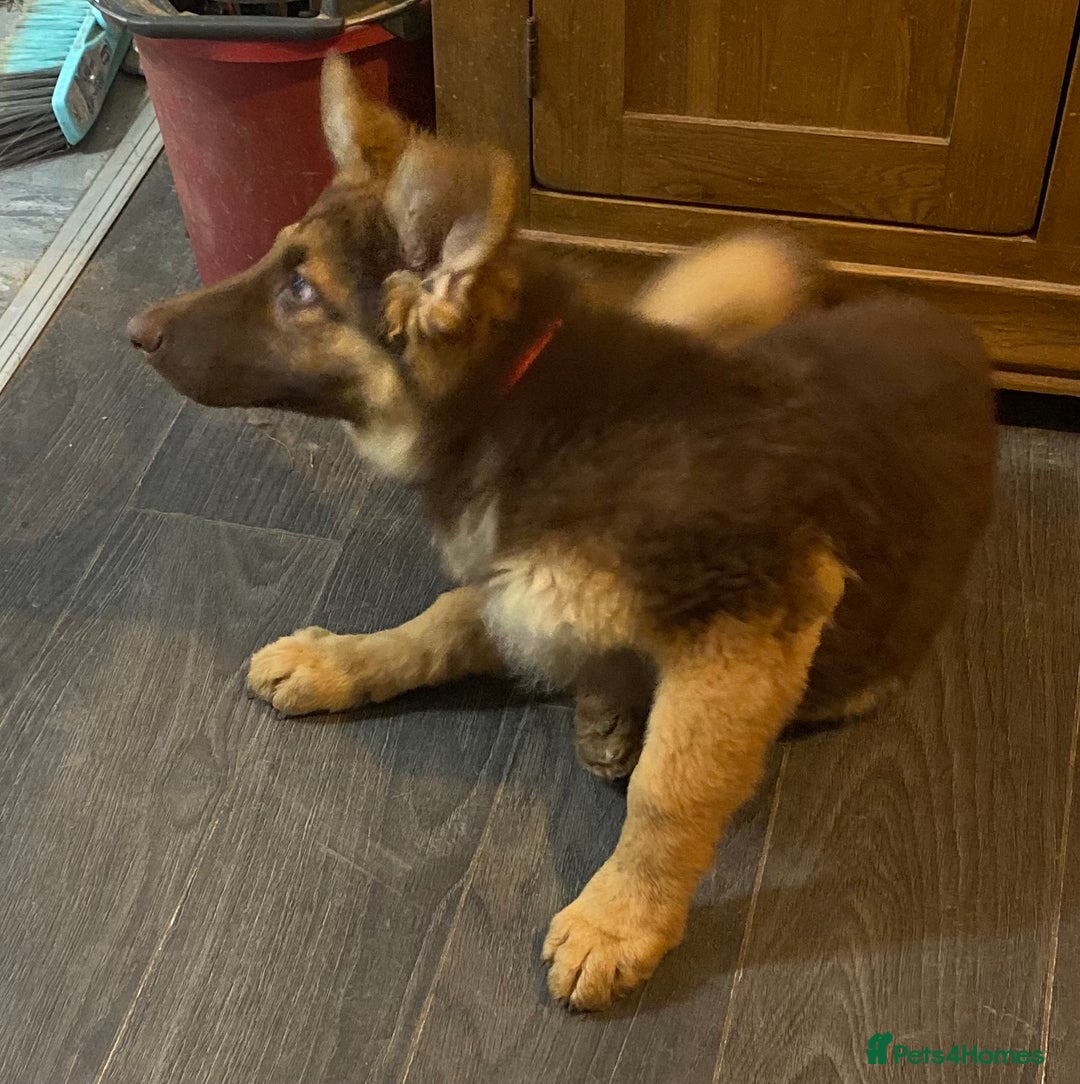 German Shepherd dogs for sale: Liver and tan German shepherds - Image 10