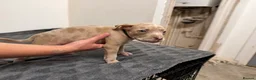 American Bully dogs for sale: American pocket bully puppies for sale 🐾 - Advert 17