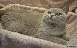 British Shorthair cats for sale: Beautiful, friendly GCCF registered Blue BSH  - Image 7