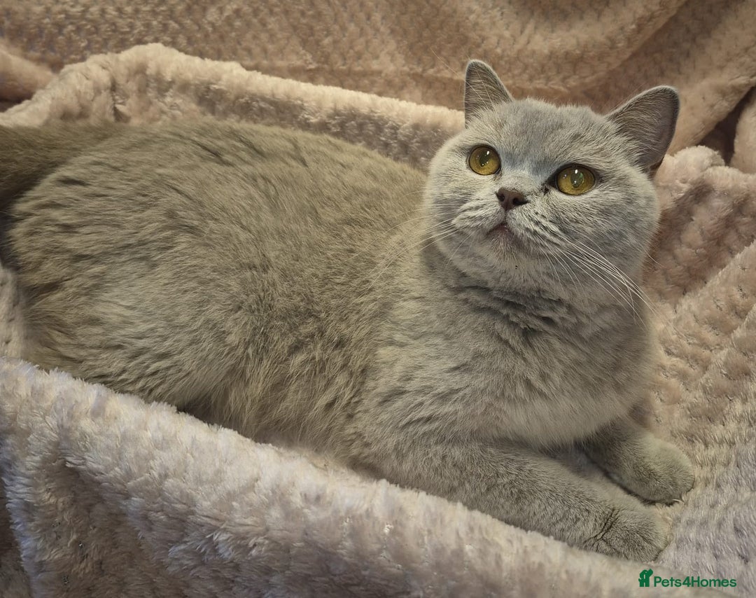 British Shorthair cats for sale: Beautiful, friendly GCCF registered Blue BSH  - Image 7