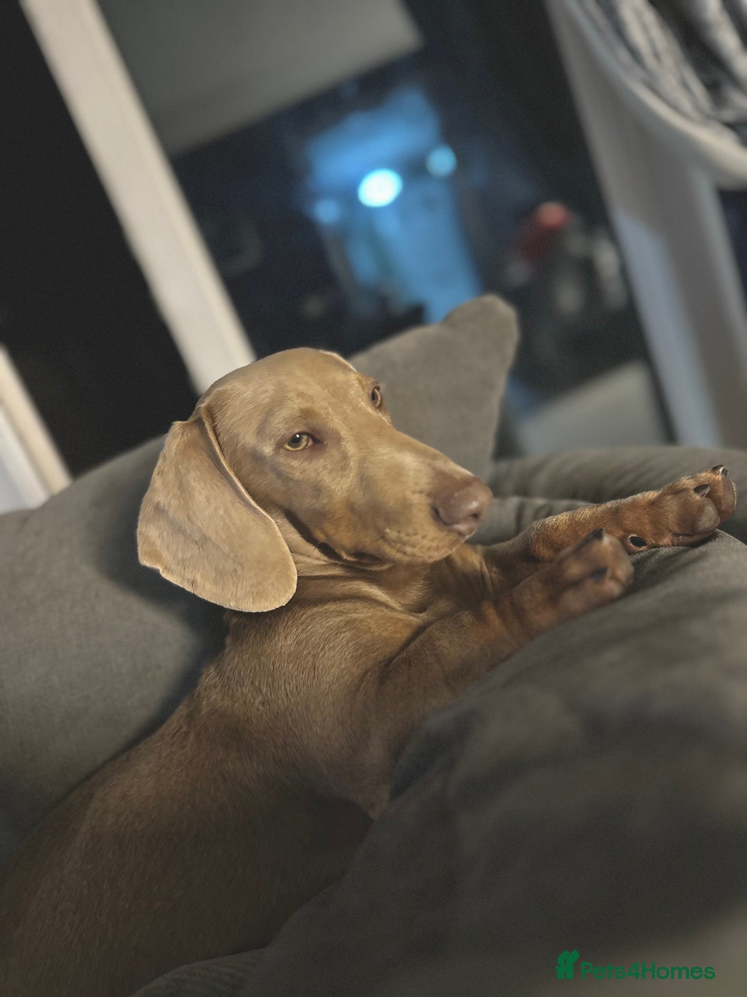 Dachshund dogs for sale: Dachshund boy for sale  - Image 5