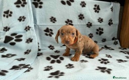 Miniature Dachshund dogs for sale: ADORABLE MINIATURE DACHSHUND PUPPIES FOR SALE  - Image 6