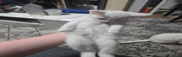 Mixed Breed cats for sale: 2 white kittens and 1 3-coloured for sale - Advert 12