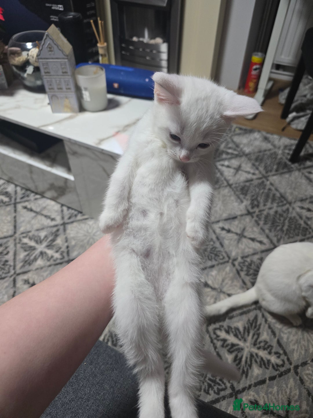 Mixed Breed cats for sale: 2 white kittens and 1 3-coloured for sale - Advert 12