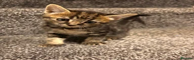 American Shorthair 2