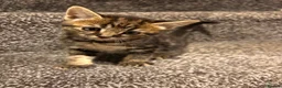 American Shorthair cats for sale: 4 Male American shorthairs - Advert 6