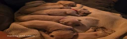 Golden Retriever dogs for sale: Golden Retriever Puppies in Bangor - Advert 12