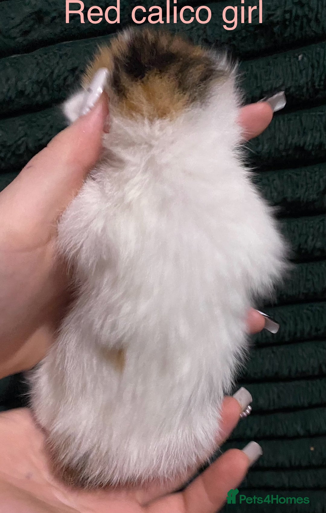 American Shorthair cats for sale: Mix colour litter girls and boys very docile  - Advert 9