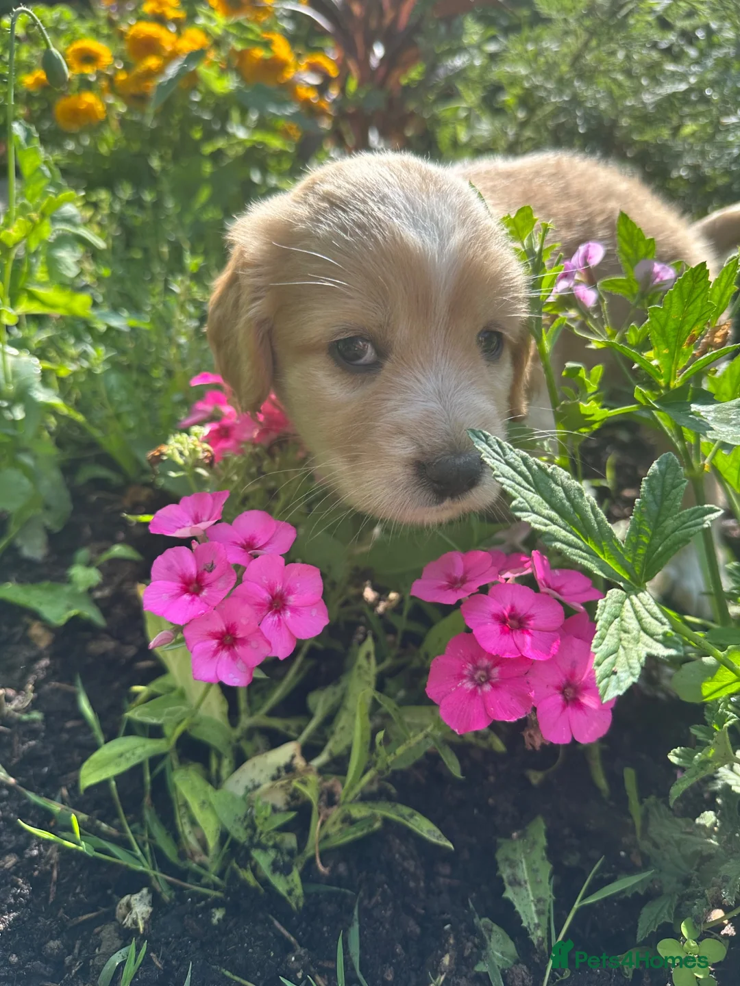Mixed Breed dogs for sale: Cocker Sammy Spaniel puppies - Advert 1