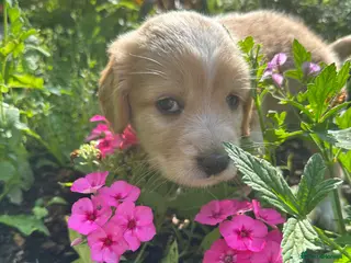 Mixed Breed dogs Cocker Sammy Spaniel puppies - Advert 1