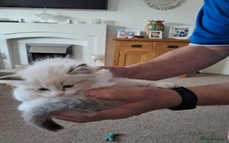 Ragdoll cats for sale:  2 female beautiful Ragdoll kittens left - Image 11