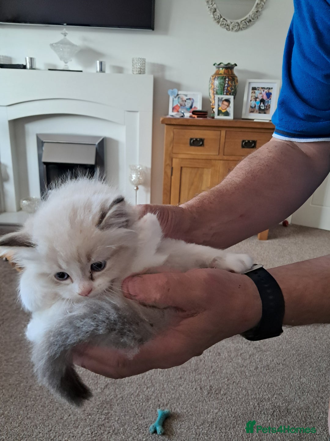Ragdoll cats for sale:  2 female beautiful Ragdoll kittens left - Image 11