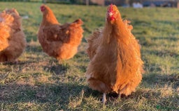 Mixed Breed birds for sale: Point of lay Hens & Pullets – VARIOUS BREEDS 🦚  - Image 8