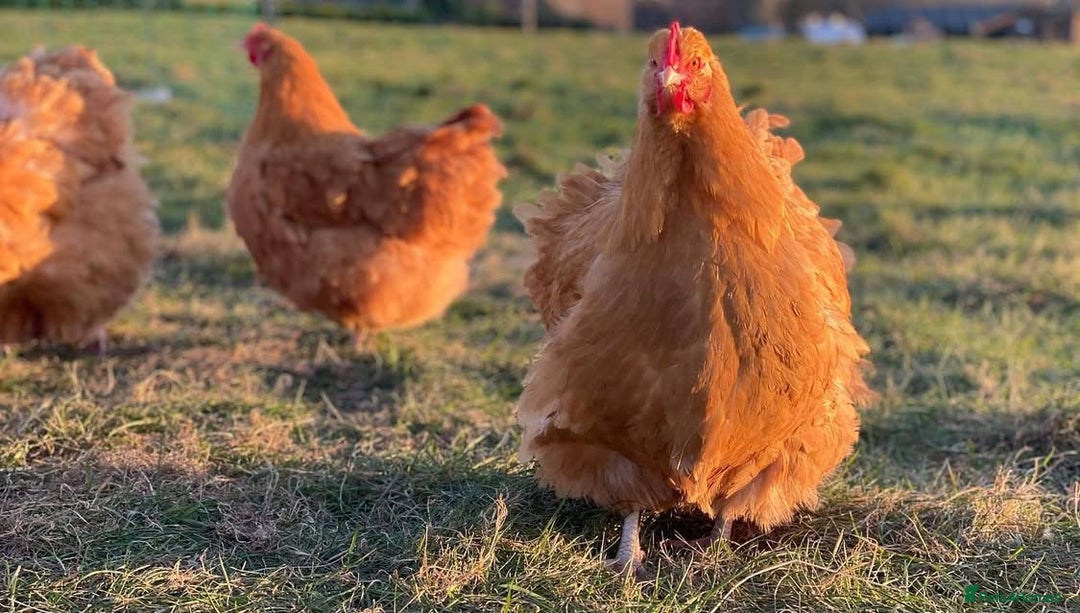Mixed Breed birds for sale: Point of lay Hens & Pullets – VARIOUS BREEDS 🦚  - Image 8