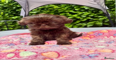 Shih Tzu dogs - Advert 6
