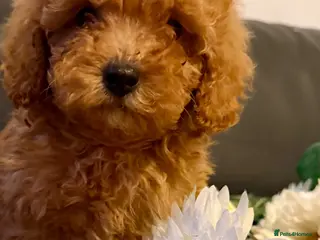 Maltipoo dogs Beautiful F1BB Maltipoo Puppies - Advert 4