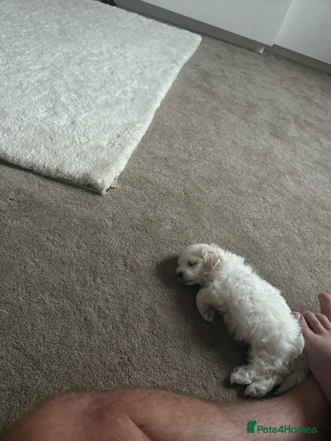 Mixed Breed dogs for sale: Bichon Frise Maltese mix in Hartlepool - Advert 12