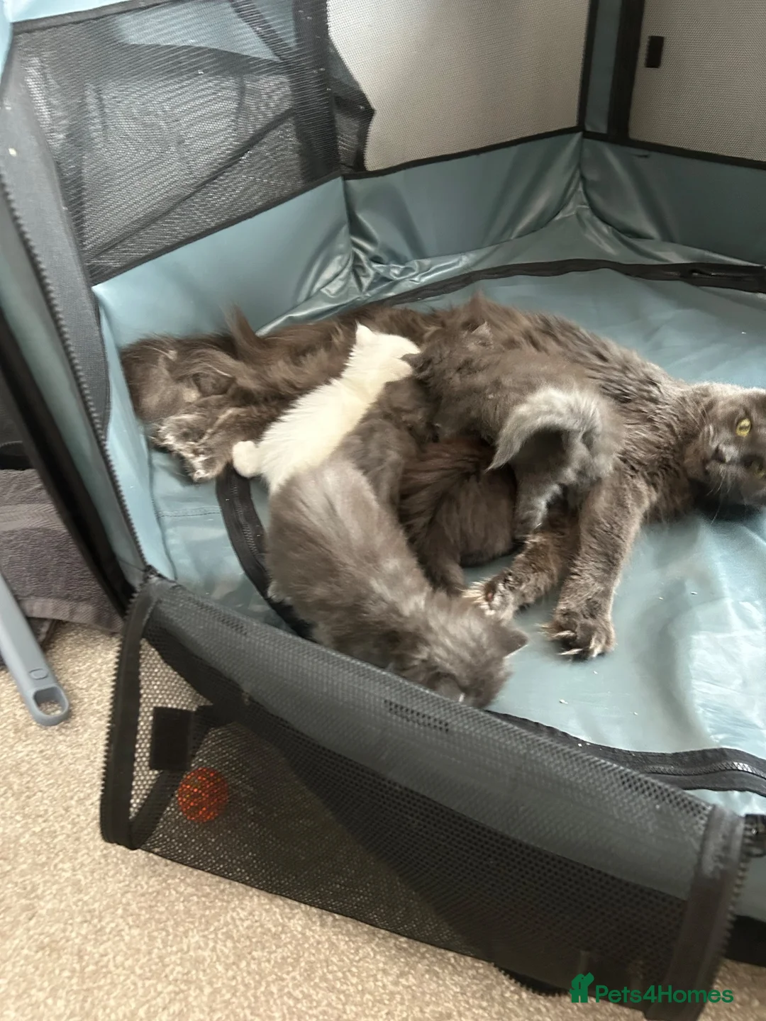 Maine Coon cats for sale: Three beautiful Maine coon kittens in Sunderland - Advert 13