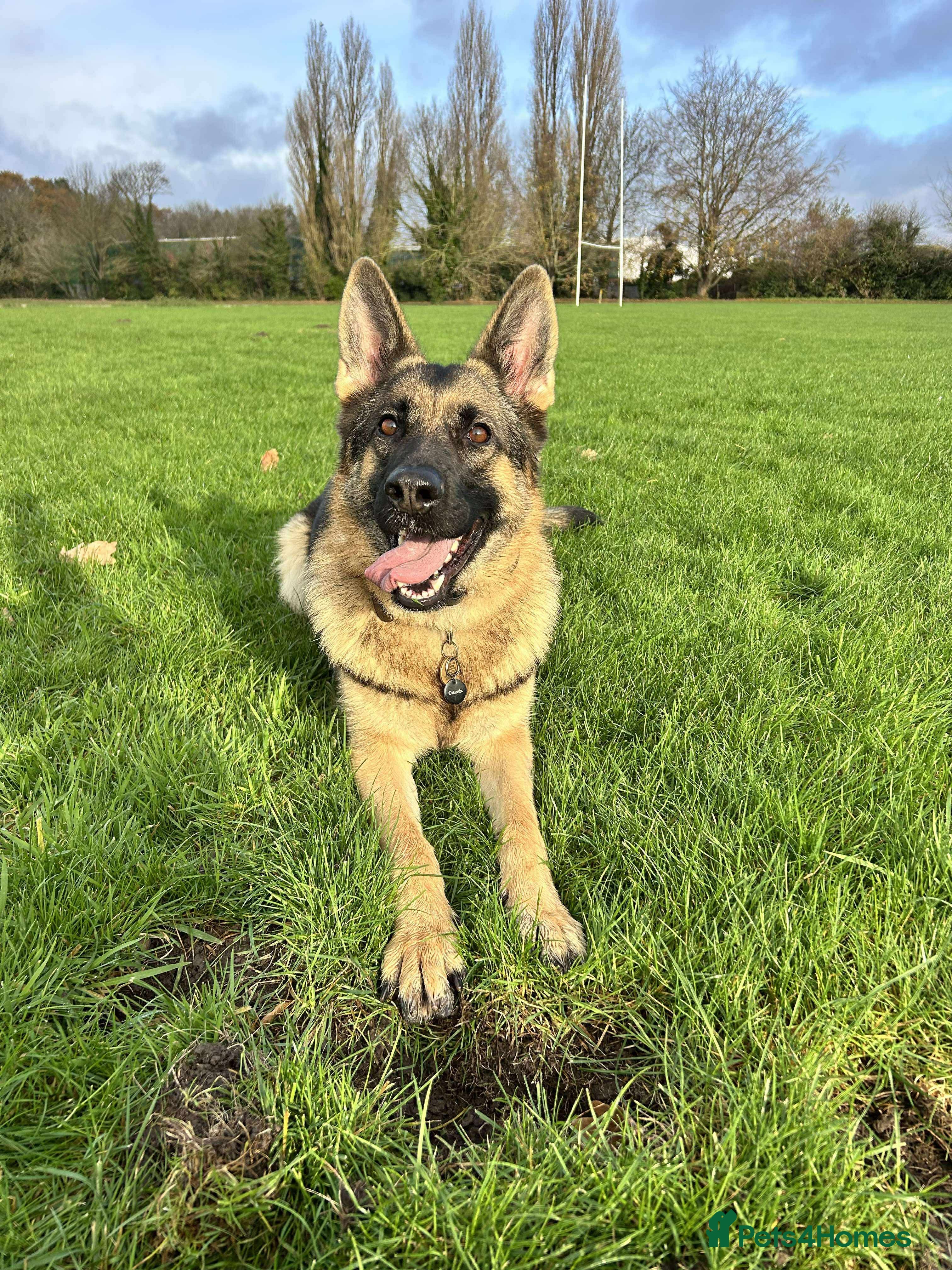 German Shepherd dogs Waiting list for German Shepherd pups due 26/03/26 - Advert 2