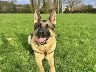 German Shepherd dogs Waiting list for German Shepherd pups due 26/03/26 - Advert 2