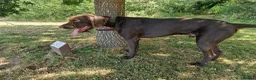 German Wirehaired Pointer dogs for sale: German wirehaired pointer lad in Reading - Advert 3