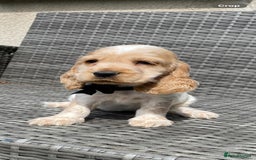Cocker Spaniel dogs for sale: KC Registered Show Type Cocker Spaniel Pups - Image 9