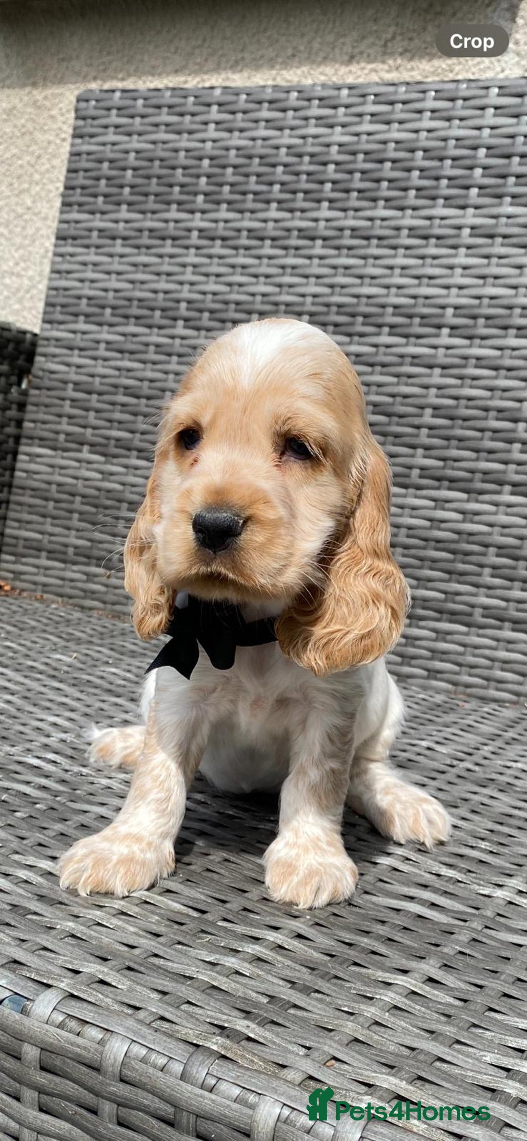 Cocker Spaniel dogs for sale: KC Registered Show Type Cocker Spaniel Pups - Image 9