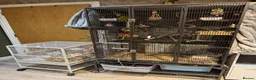 Lorikeets birds for sale: 2 bonded kakarikis - Advert 3