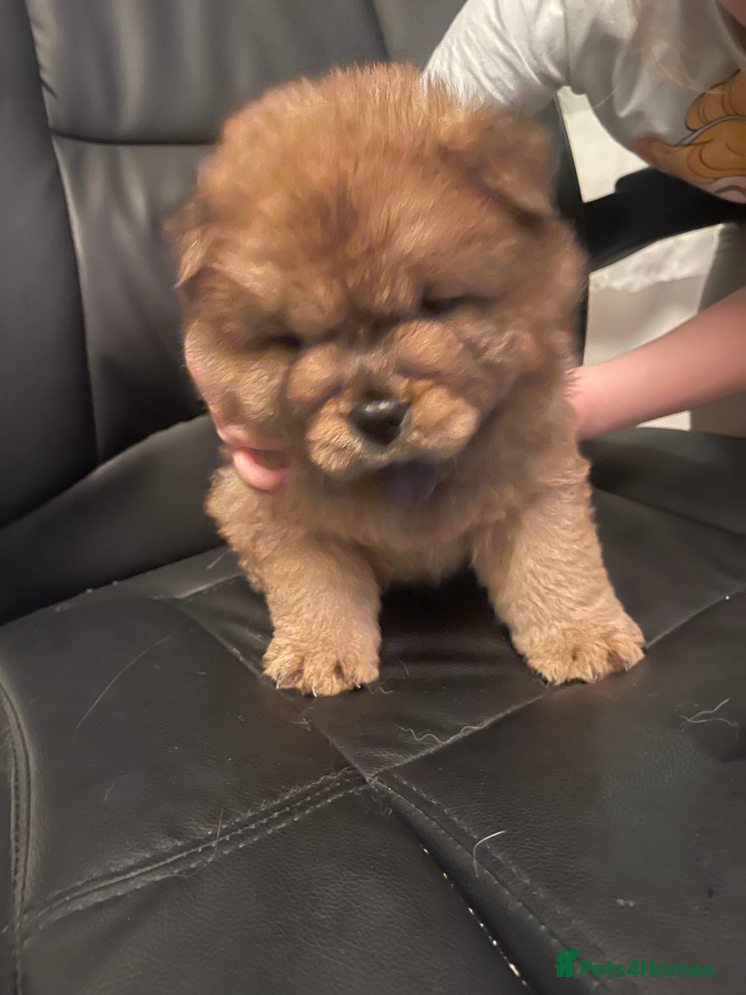 Chow Chow dogs for sale:  Chow chow  - Advert 4