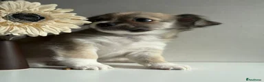 Chihuahua Puppy 4