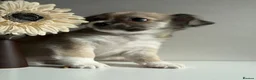 Chihuahua dogs for sale: 4 chihuahua males looking for their forever home - Advert 10