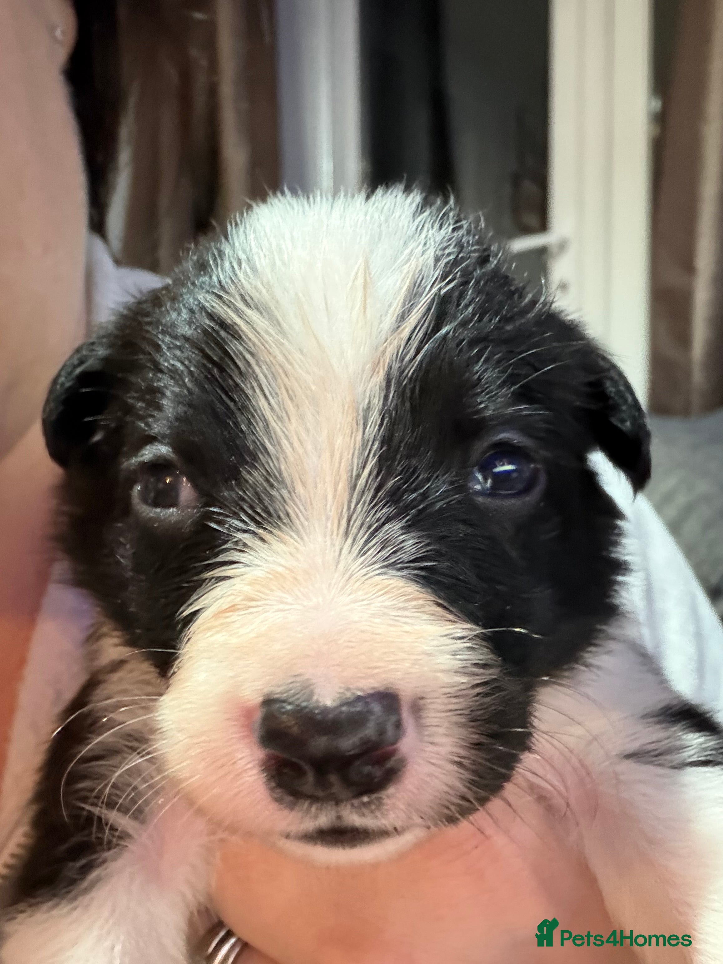 Border Collie dogs *TAKING VIEWINGS THIS WEEKEND* Border Collie Pups  - Advert 2