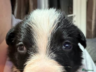 Border Collie dogs *TAKING VIEWINGS THIS WEEKEND* Border Collie Pups - Advert 2