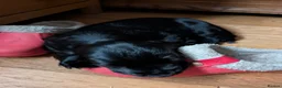 Cocker Spaniel dogs for sale: Show Cocker Pups - Advert 9