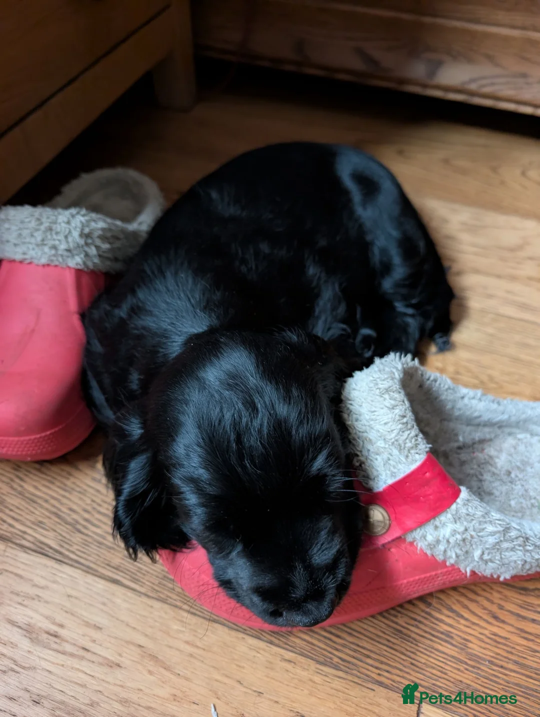 Cocker Spaniel dogs for sale: Show Cocker Pups - Advert 9