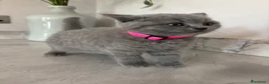 British Shorthair 1