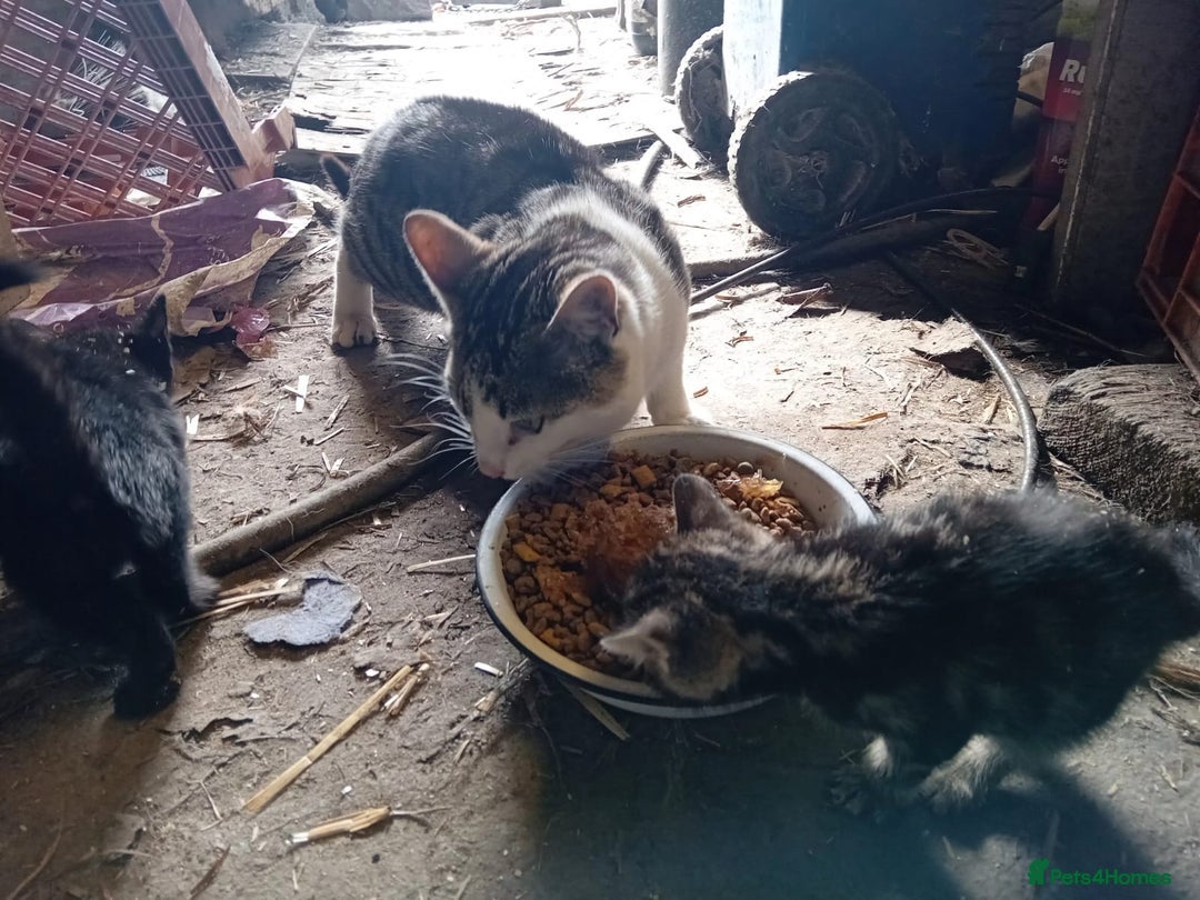 Mixed Breed cats for sale: Beautiful kitten's  - Image 8