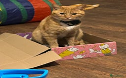 Domestic Shorthair cats for sale: Ginger female  - Image 6