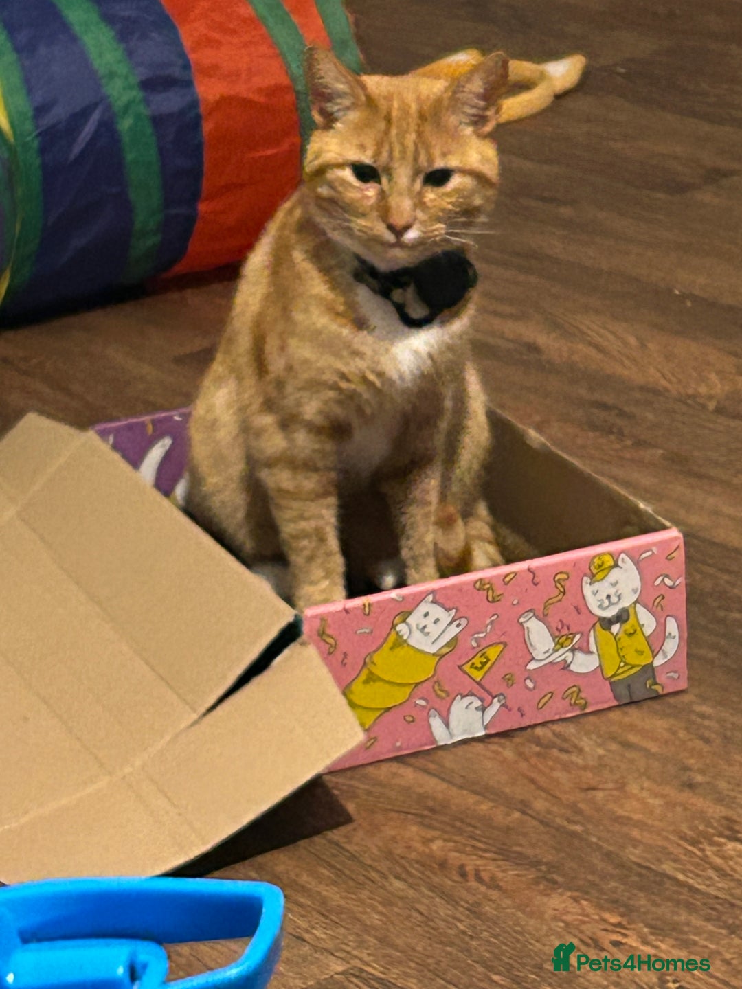 Domestic Shorthair cats for sale: Ginger female  - Image 6