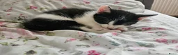 Mixed Breed cats for sale: Two adorable kittens. - Advert 6