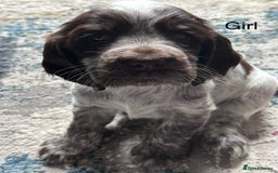 Cocker Spaniel dogs for sale: KC Registered Show Cocker Spaniel Puppies  - Image 18